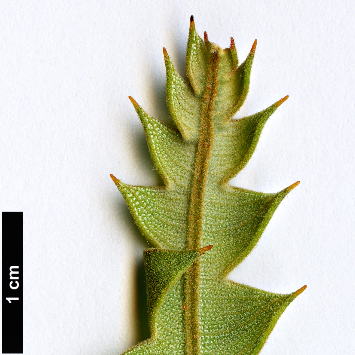 High resolution image: Family: Proteaceae - Genus: Banksia - Taxon: ashbyi - SpeciesSub: var. ashbyi